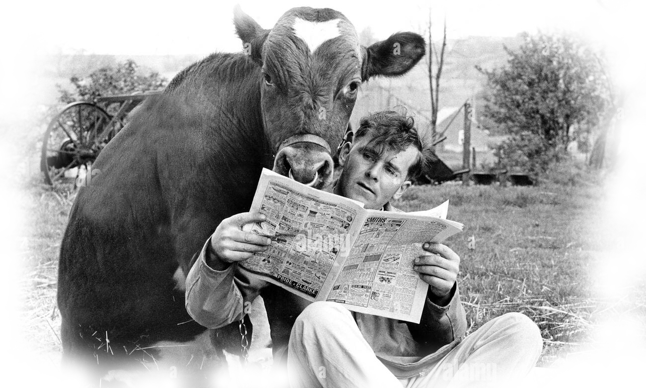 reading cow-trans